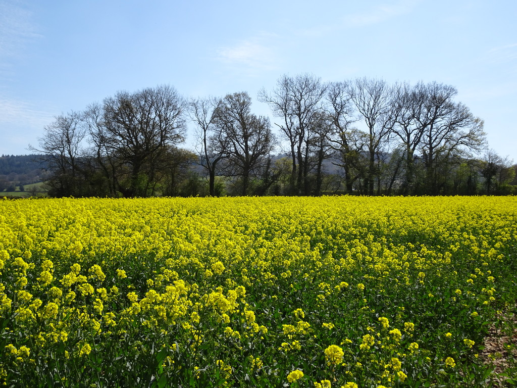 Spring field by cam365pix