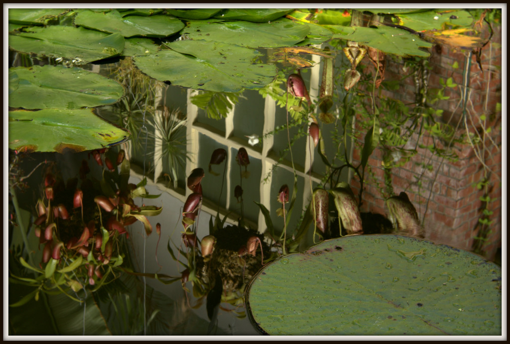 Lily pads by dide