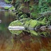Mossy rock reflections by kiwinanna