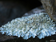 19th Apr 2021 - foliose lichen