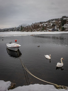 17th Jan 2021 - Boat and swans
