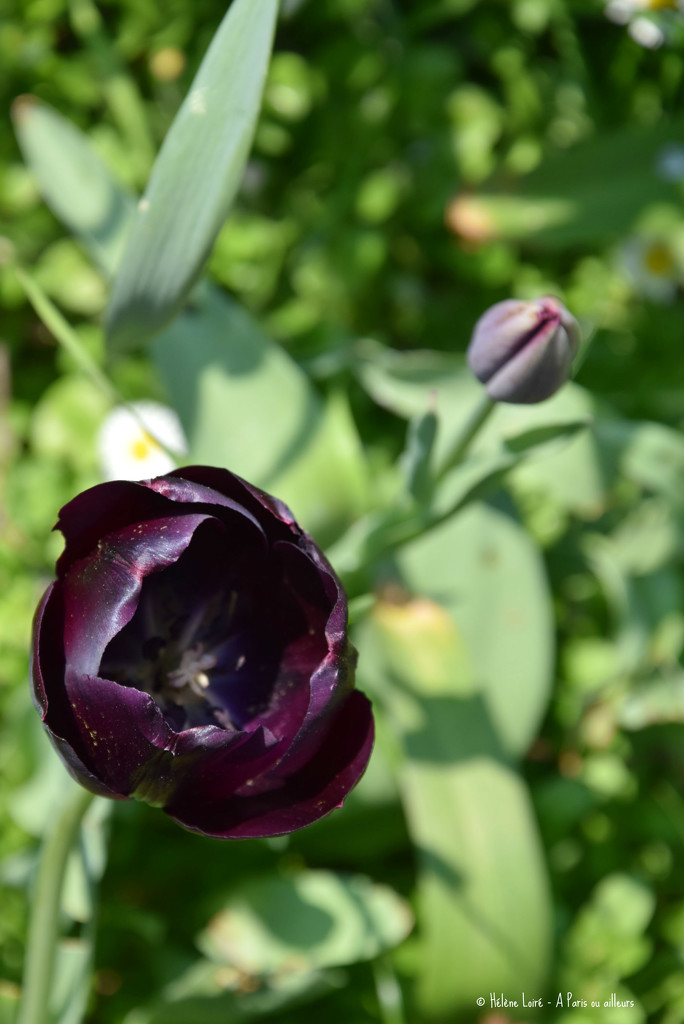 inside a black tulip by parisouailleurs