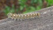 21st Apr 2021 - Forest tent caterpillar...