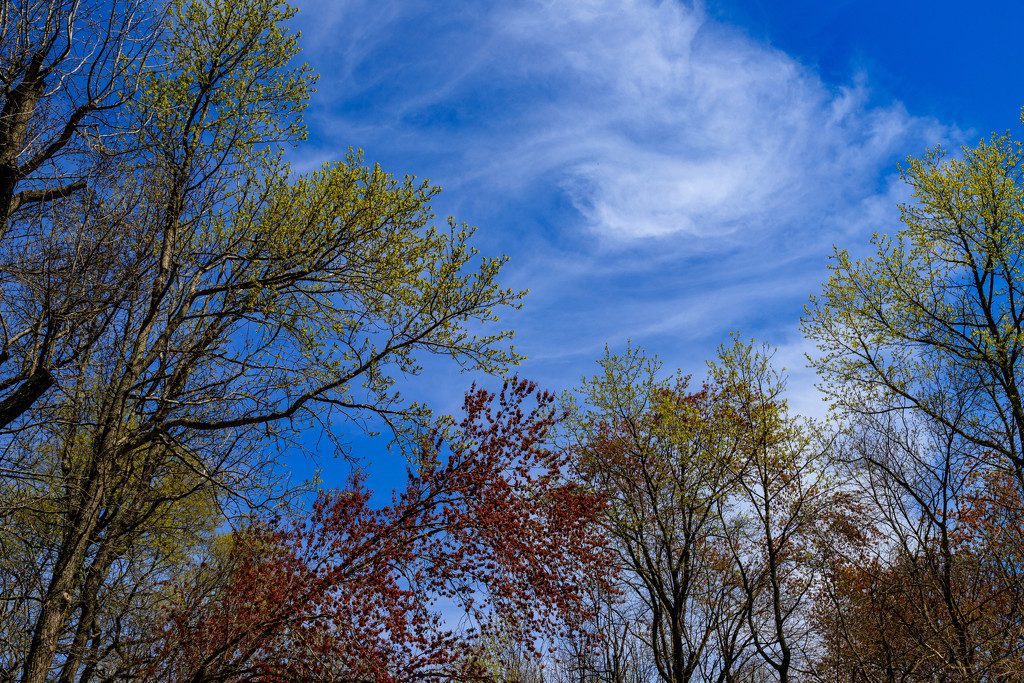 Whispy Clouds and Growing Leaves by hjbenson