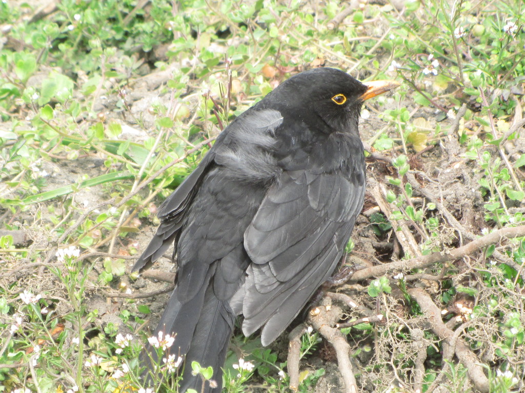 A blackbird. by grace55