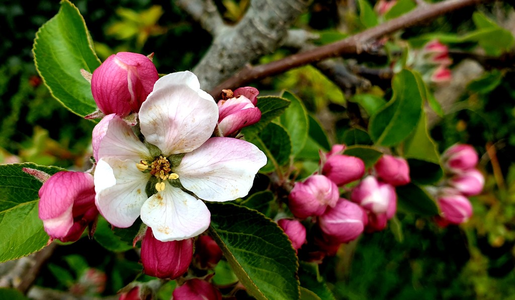 Apple Blossom by julienne1