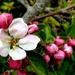 Apple Blossom by julienne1