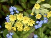 21st Apr 2021 - Cheerful little flowers