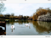 21st Apr 2021 - Swans at the lake