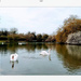 Swans at the lake by 365projectorgjoworboys