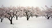 21st Apr 2021 - Late snow storm on apricot blossoms
