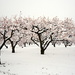Late snow storm on apricot blossoms by jayberg