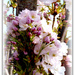 Upright flowering cherry by beryl