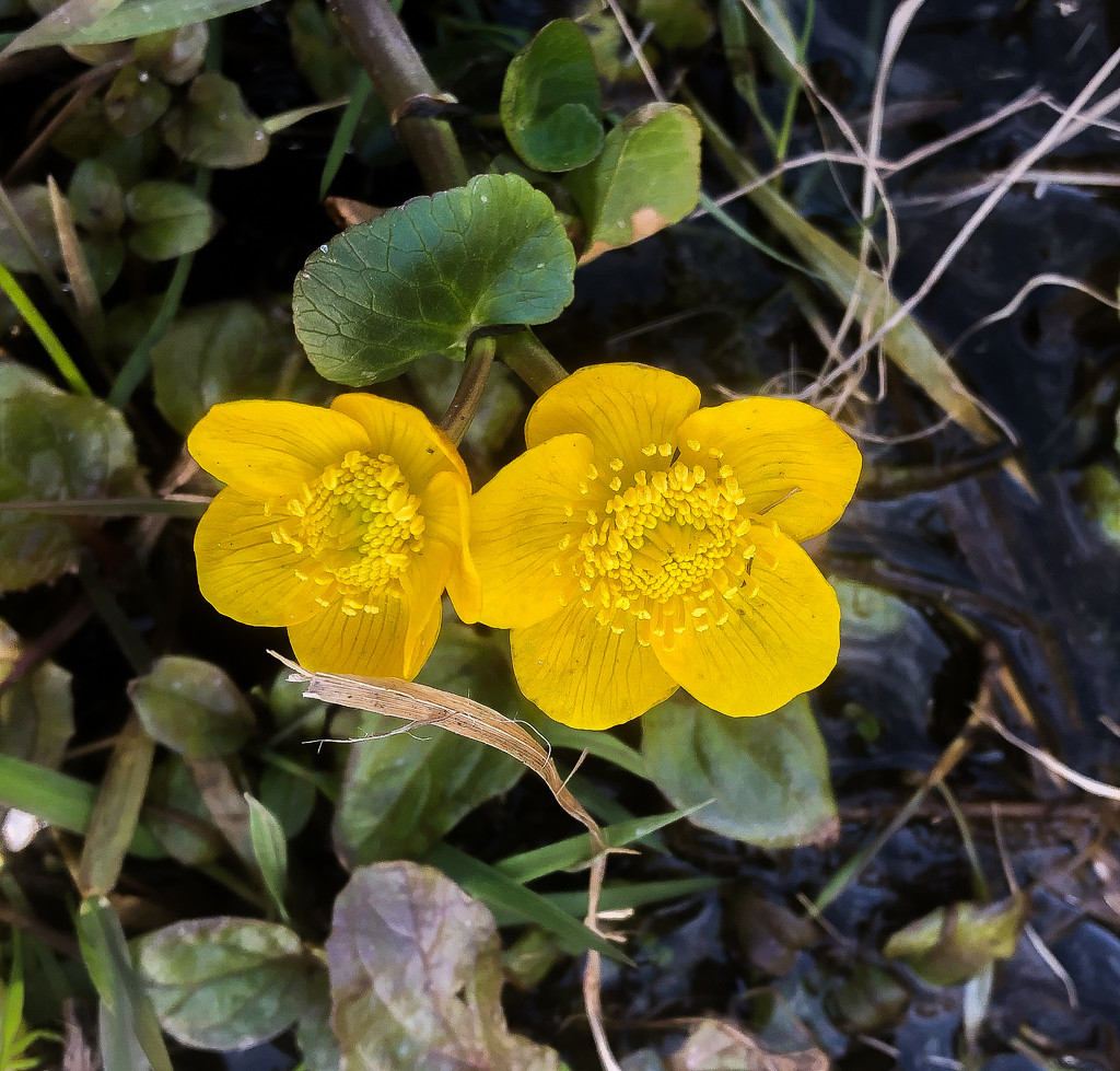 Marsh Marigolds by lifeat60degrees