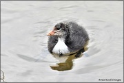 21st Apr 2021 - Young coot