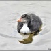 Young coot by rosiekind