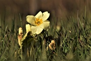 21st Apr 2021 - wild primrose