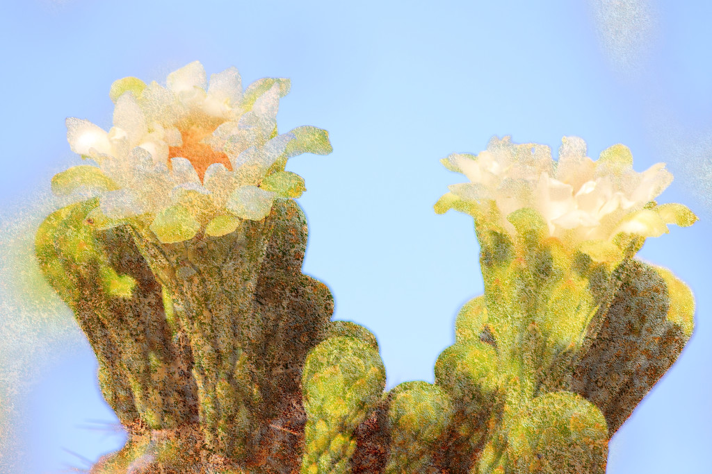 Saguaro Blooms by ryan161
