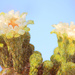 Saguaro Blooms by ryan161