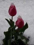 21st Apr 2021 - Surprise Spring Snow