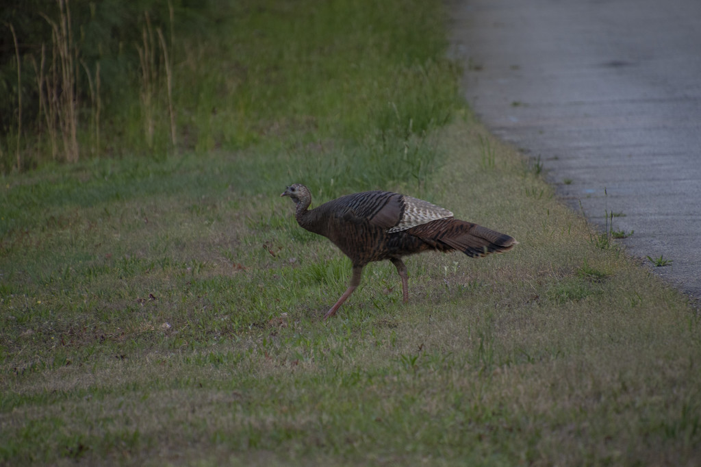 Why Did The Turkey Cross The Road? by timerskine
