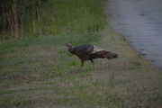 19th Apr 2021 - Why Did The Turkey Cross The Road?