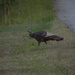 Why Did The Turkey Cross The Road? by timerskine