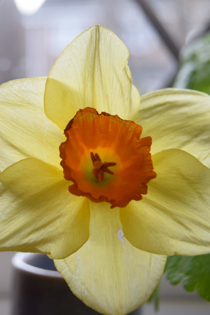 Daffodil by dragey74