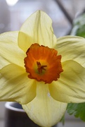 19th Apr 2021 - Daffodil