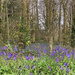 Bluebell woods by 365projectmaxine