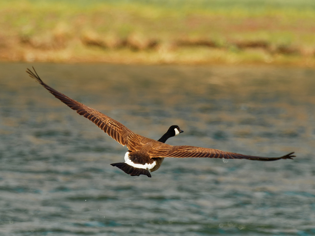 Canada goose in flight by rminer