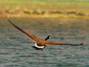 21st Apr 2021 - Canada goose in flight