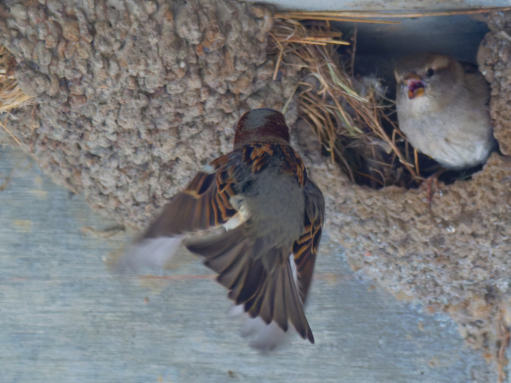 house sparrow returning to the nest by rminer