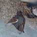 house sparrow returning to the nest by rminer