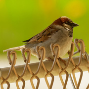 21st Apr 2021 - house sparrow 