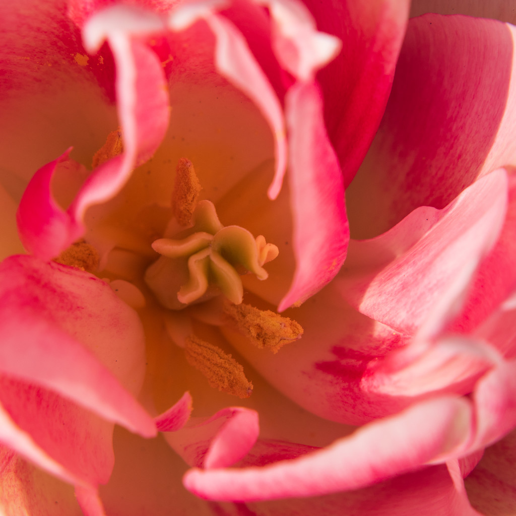 tulip close up by josiegilbert