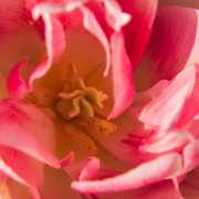 21st Apr 2021 - tulip close up