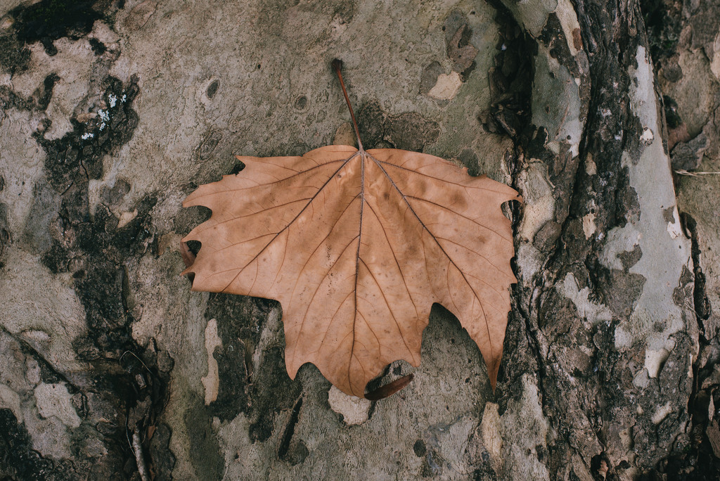 One leaf  by brigette