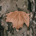 One leaf  by brigette