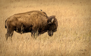 21st Apr 2021 - Sleeping Bison and his little friend