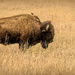 Sleeping Bison and his little friend by samae