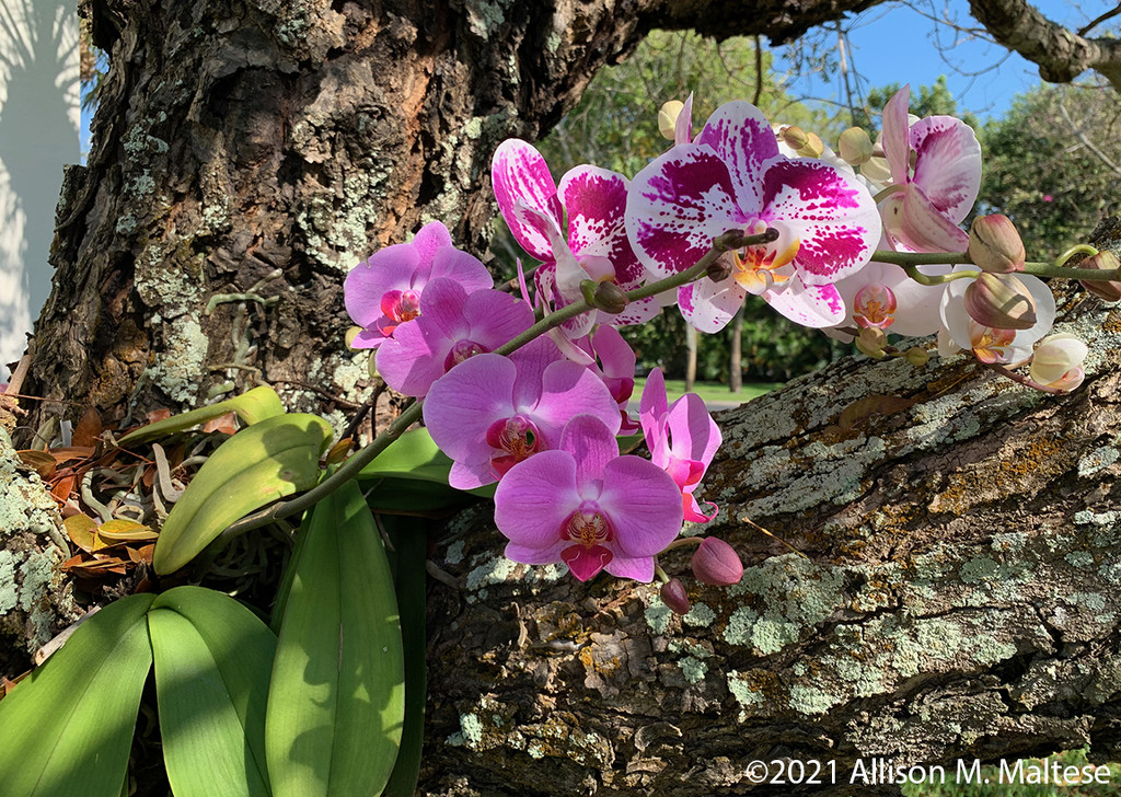 Orchids in the Trees by falcon11