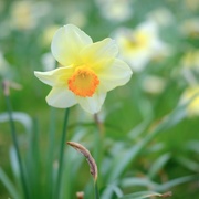 22nd Apr 2021 - Daffodil 22