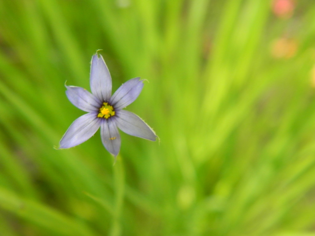 Blue Eyed Grasses by sfeldphotos