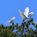 Gathering of Giant Egrets by markandlinda