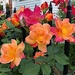 Orange and red roses by congaree