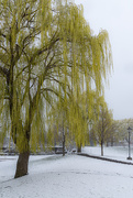 20th Apr 2021 - Weeping Willow weeping in April snow