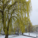 Weeping Willow weeping in April snow by dora