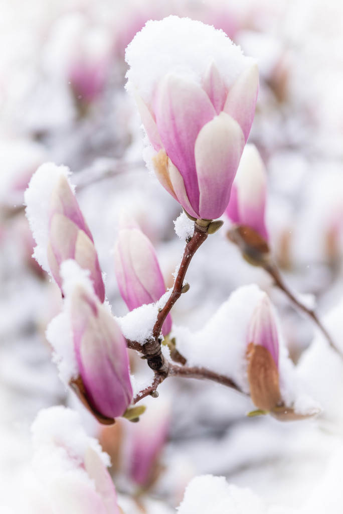 Snow kissed Magnolias tree by dora