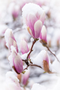 21st Apr 2021 - Snow kissed Magnolias tree
